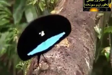 Tilawat by Raheel Awaz (Sorah Teen)