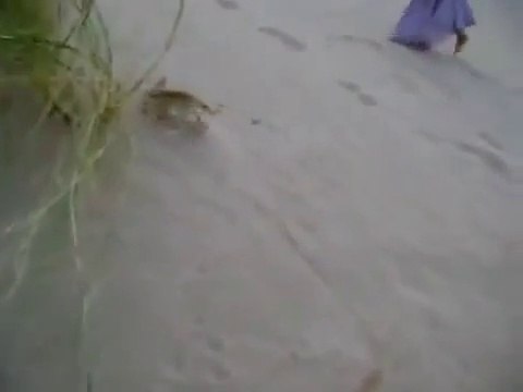 Des petites filles jouent avec un bébé renard du désert... Trop mignon
