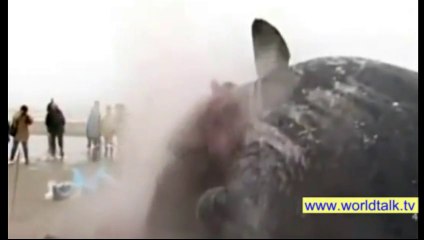 OMG!! Dead Whale Explosion - Never Seen Before