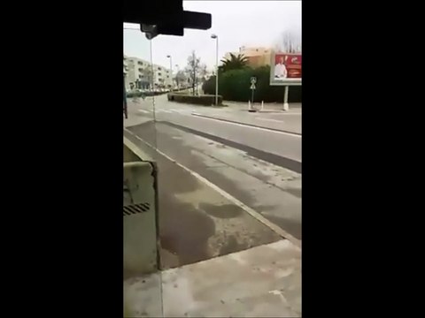 Insolite : Marseille des zebres en plein centre ville