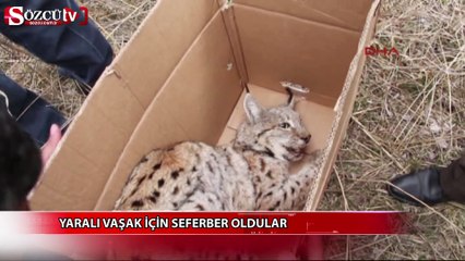 Erzurum'da yaralı vaşak için seferberlik