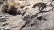 Panther VS Black Cobra - Animals Fight - Must Watch