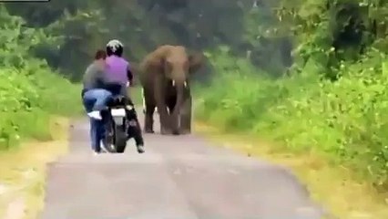 Men flee charging an elephant