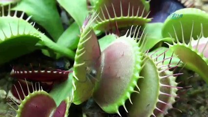 Bu bitkiler etle besleniyor