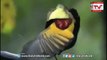 Subhan Allah - Birds Voices Must Listen and Watch