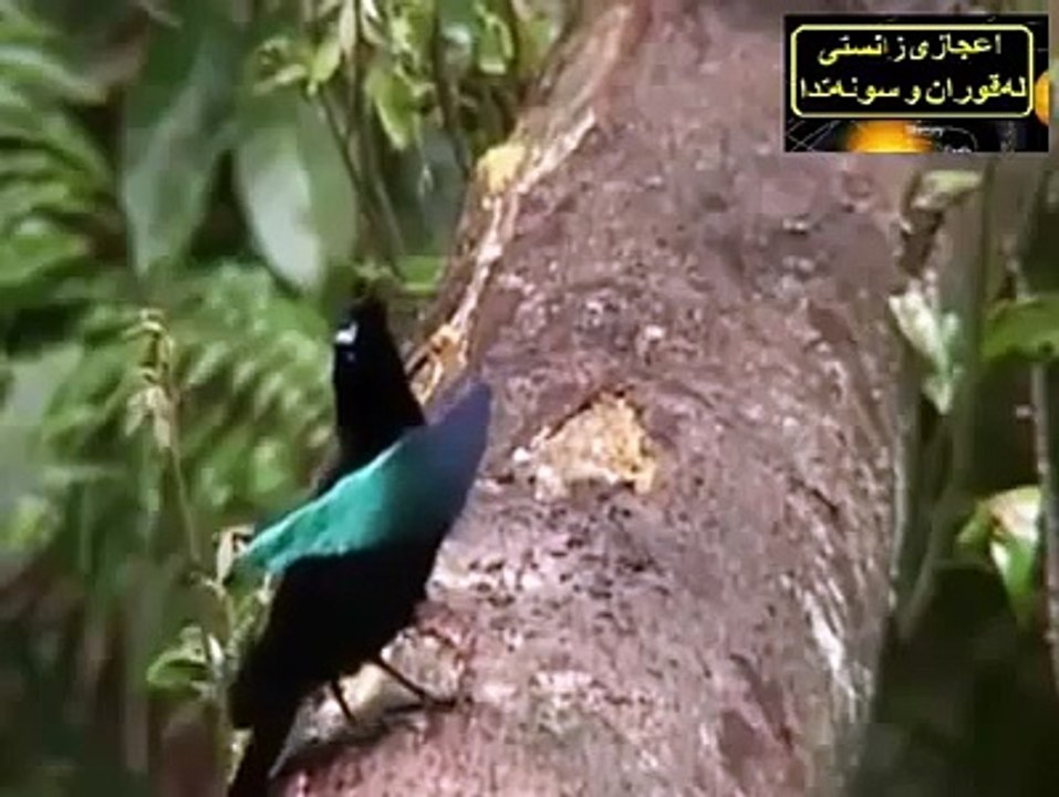 Nayab birds.. Subhan'Allah