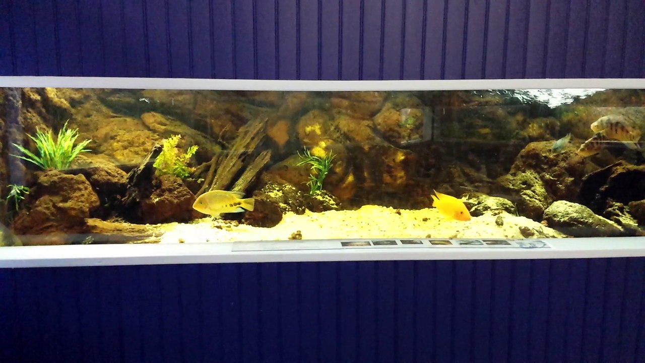 Aquarium 1200 litres - cichlidés Amérique Centrale - club BAAC Brest