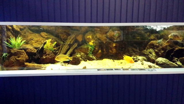 Aquarium 1200 litres - cichlidés Amérique Centrale - club BAAC Brest