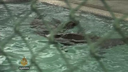 Hundreds of sea lion pups wash up on California beaches
