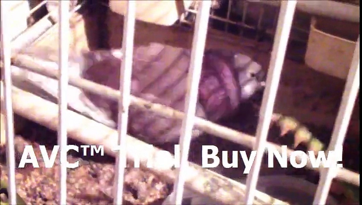 Quando mangia troppo diventa un piccione-*killer*! (Ripresa e commento by Francesco Saverio Boni ed Anna Maria Cantiani)