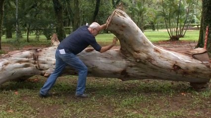 An Artist In Brazil Is Turning Fallen Trees Into Public Furniture