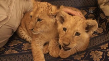 Gazzeli Adamın "Aslan" Sevgisi