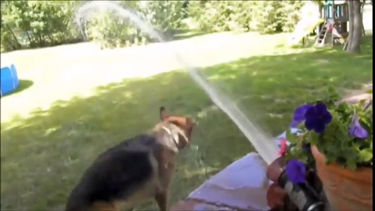 Köpeklerin tazyikli su ile imtihanı