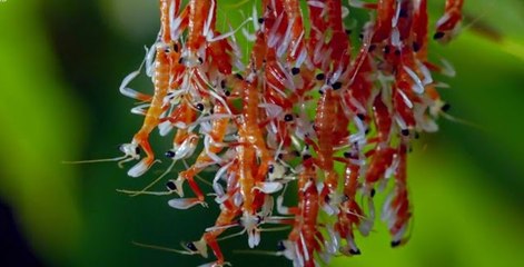 Orkide Peygamberdevesi Yavrularının Yaşam Mücadelesi