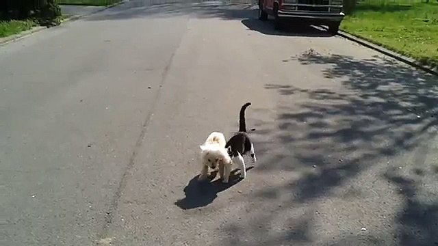 Un chat guide son ami chien aveugle ...