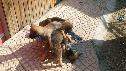 Be Aware H's @ Streithähne / Brawlers