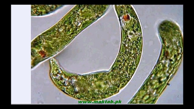 FSc Biology Book1, CH 07, LEC 6 Classification of Algae- Part 1