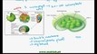 FSc Biology Book1, CH 11, LEC 3 Role of Chloroplasts and Photosynthetic Pigments in Photosynthesis