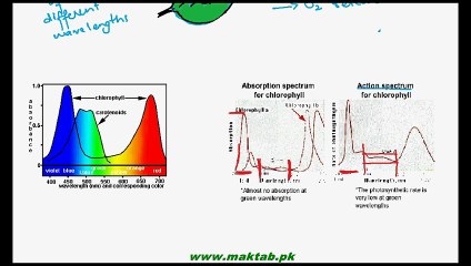 FSc Biology Book1, CH 11, LEC 5 Role of Light and Carbondioxide in Photosynthesis
