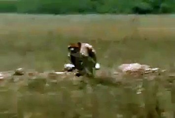 Nobody Can Run Faster Than Man - funny video