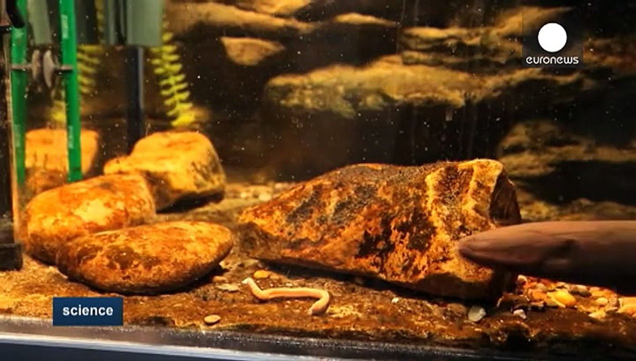 Elektrisierende studienergebnisse zum zitteraal