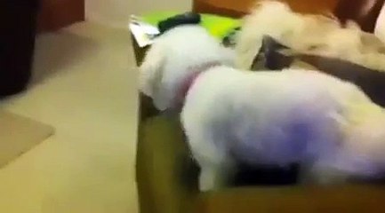 Another couple of bichon frise puppies get up to no good