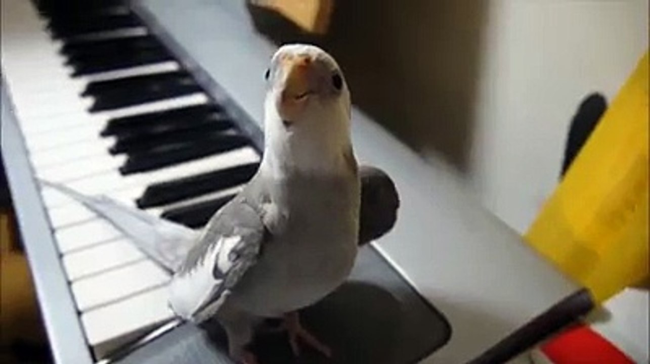 Un oiseau qui chante très bien