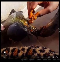 Treating an injured Pigeon