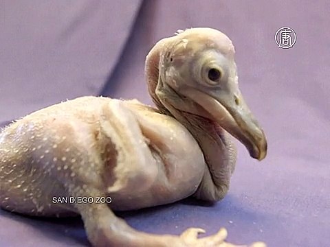 Птенцов кудрявых пеликанов выхаживают в зоопарке Сан-Диего