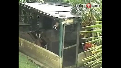 Dünyayı Şaşkına Çeviren Köpek