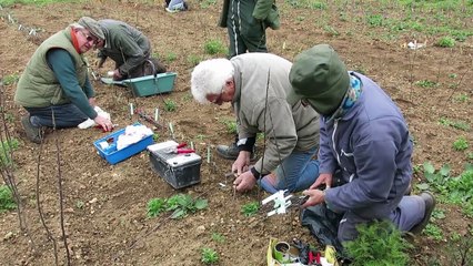 VIDEO. Opération "greffes" avec les Croqueurs de pommes de la Vienne