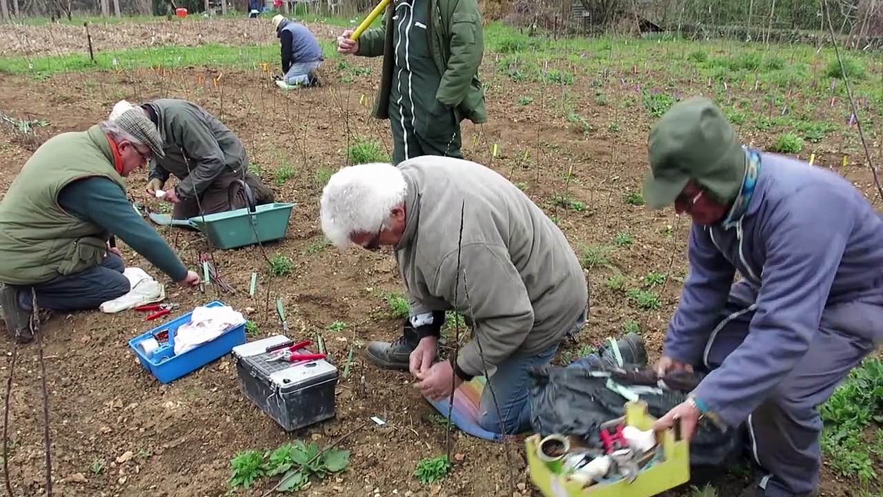 VIDEO. Opération "greffes" avec les Croqueurs de pommes de la Vienne