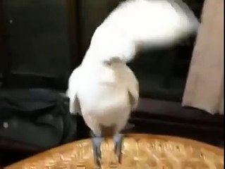 dancing parrot  - dance