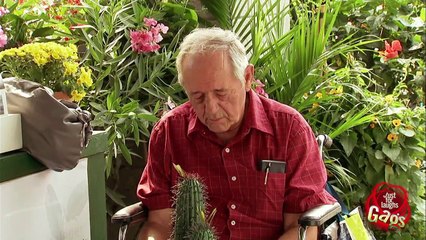 Old Man Cactus TO THE FACE!