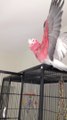 World's most excited bird will fall down : FAIL!