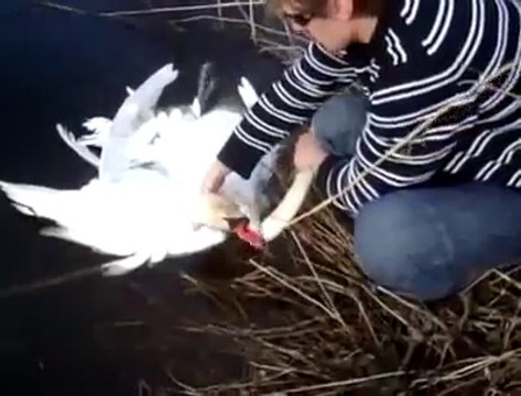 2 cygnes blancs attachés l'un à l'autre viennent demander de l'aide!