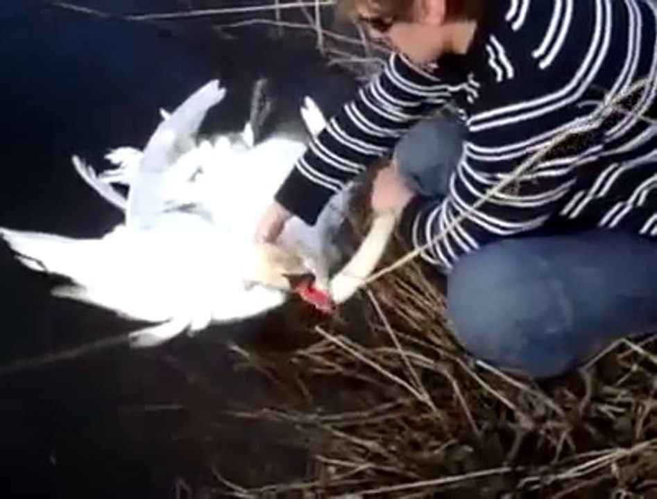 2 cygnes blancs attachés l'un à l'autre viennent demander de l'aide!