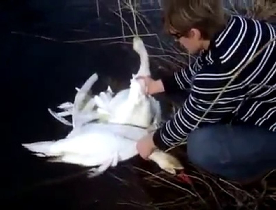 2 swans tide together, swim to humans for help.