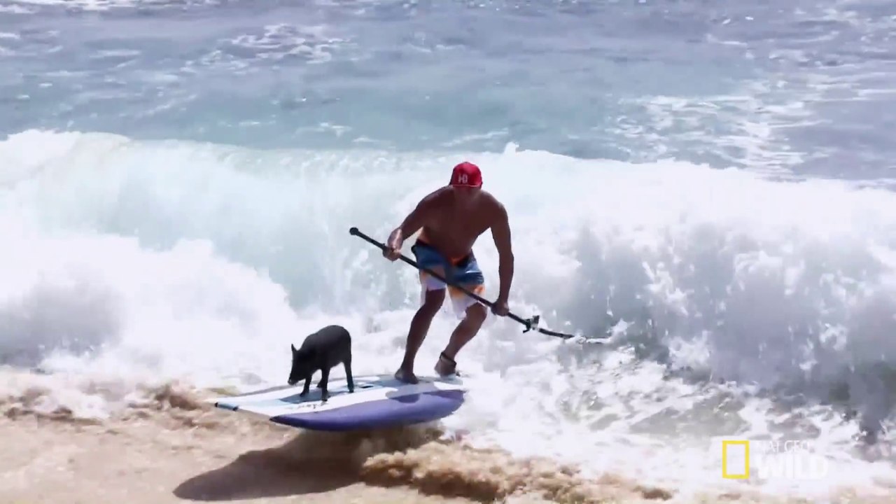 Surfing Pig : le cochon surfeur!