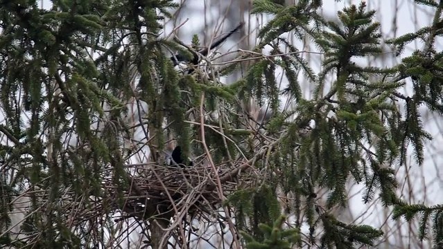 Pies en difficulte nid 150319 DSC_0496