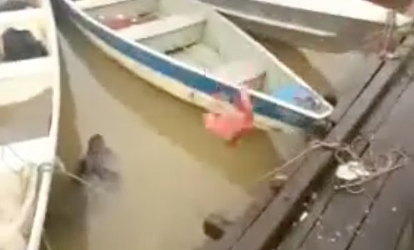 Piranhas looks hungry