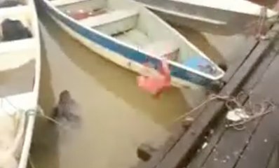 Piranhas looks hungry