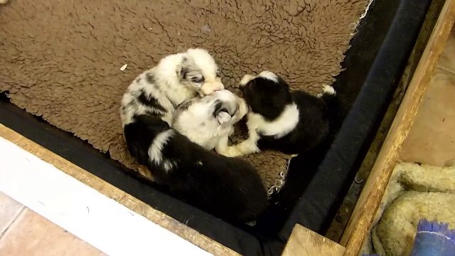 Mafalda's Border Collie-Cachorros Hada & Wind 19-03-15