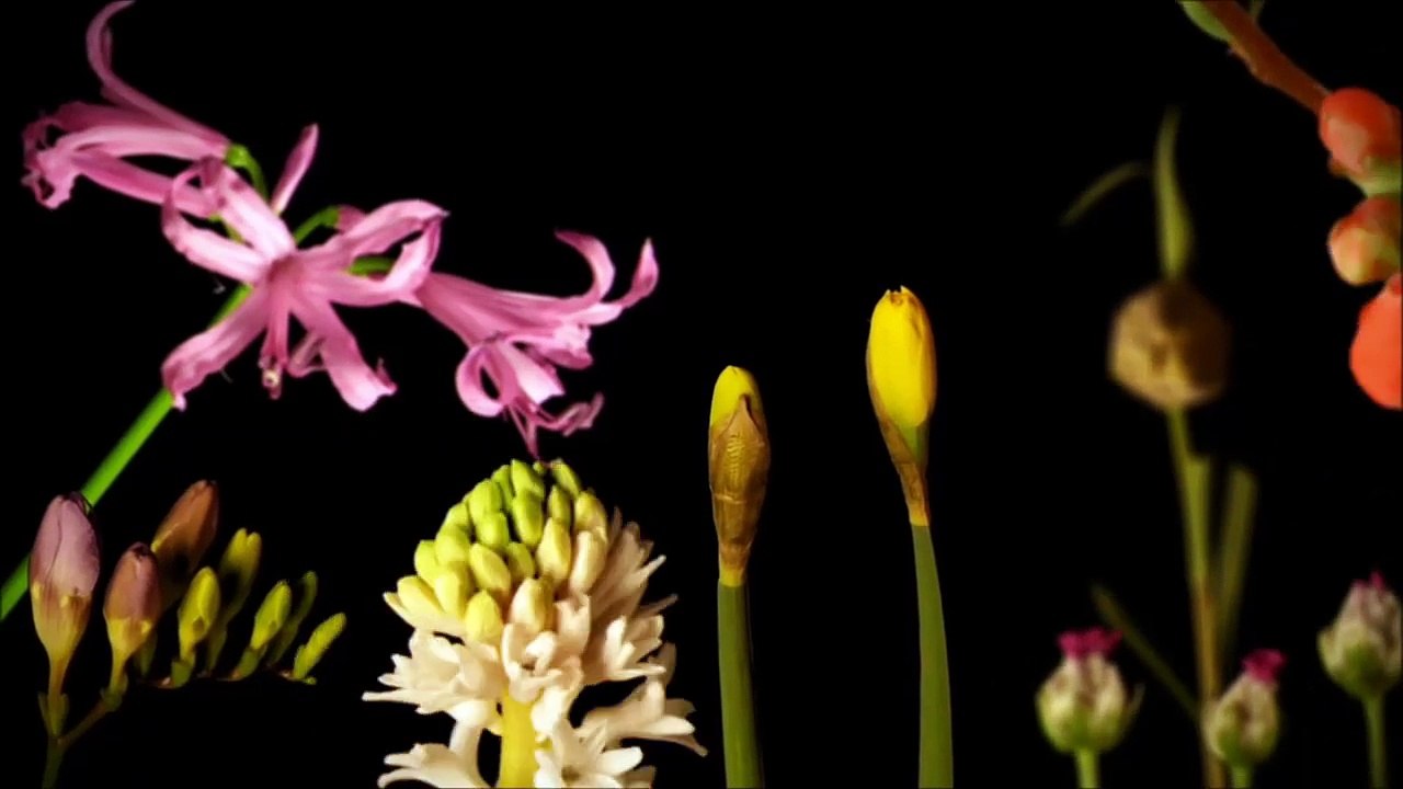 flowers dance....