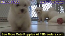 Bichon Frise, Puppies, For, Sale, In, Gulfport, Mississippi, MS, Greenville, Olive Branch, Tupelo