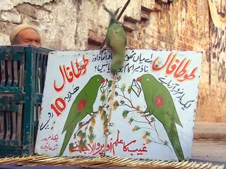 Zamung Pakistan, Rawalpindi, Part 3