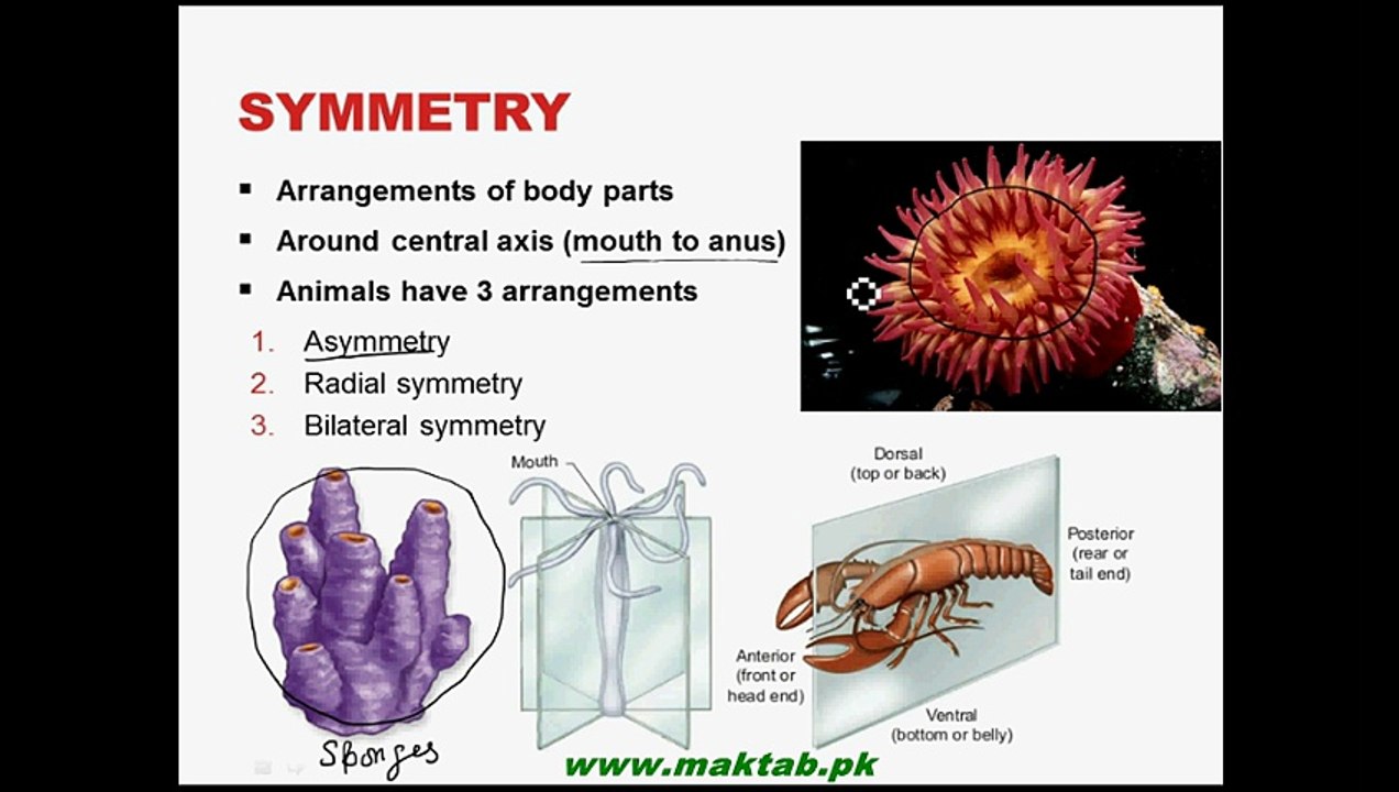 FSc Biology Book1, CH 10, LEC 2; Introduction to Animal Kingdom Part-2