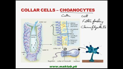 FSc Biology Book1, CH 10, LEC 5; Phylum Porifera Part-2