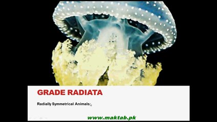 FSc Biology Book1, CH 10, LEC 6; Phylum Cnidaria Part-1