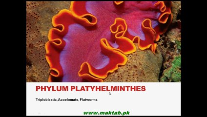 FSc Biology Book1, CH 10, LEC 8; Phylum Platyhelminthes